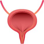 Illustrated uterus